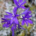 Siberian lily 